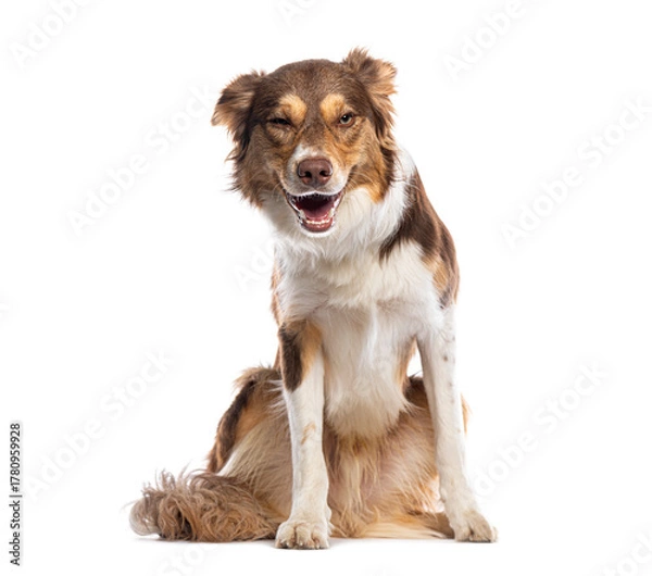 Obraz Border collie winking and panting on white background