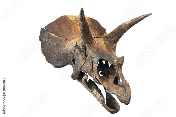 Obraz triceratops skull