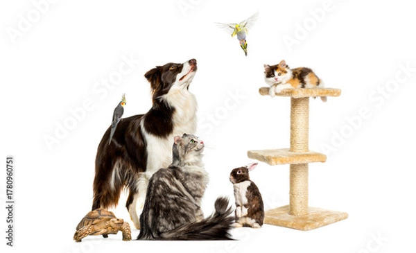 Obraz Diverse group of pets together on white background