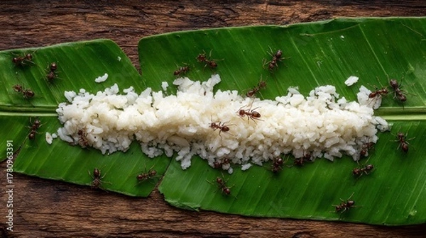 Fototapeta Small ants on a bed of rice on a banana leaf