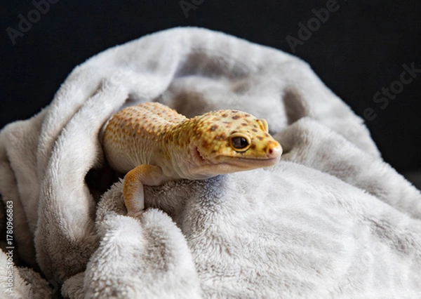 Obraz Exotic pet gecko in cozy home environment. Lizard close-up