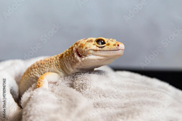 Obraz Gecko pet enjoying warm and fluffy blanket. Lizard close-up
