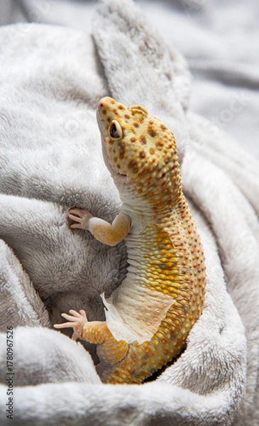 Obraz Gecko showing natural colors in comfortable setting. Lizard close-up removes skin