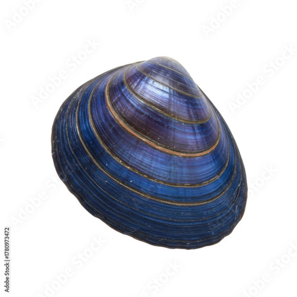 Fototapeta A pristine bivalve clam shell, deep blue to iridescent purple with brown/pink stripes, growth rings, in extreme macro shot on a transparent background, soft studio light, purity of natural marine art