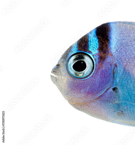 Obraz Close up of vibrant juvenile watanabe's angelfish face