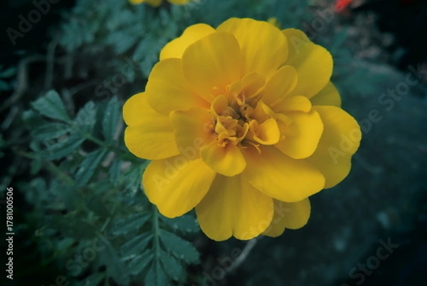 Obraz イエローマリーゴールドとグリーン