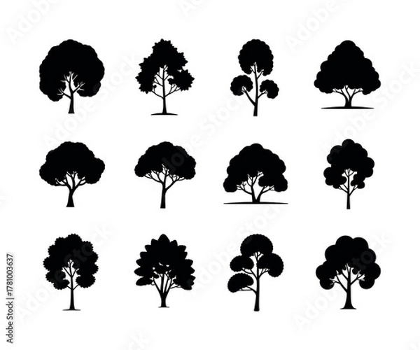 Obraz Detailed american elm tree illustration in vector format