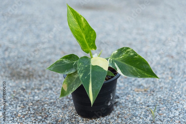Fototapeta Closeup focus to Philodendron Green congo variegated 