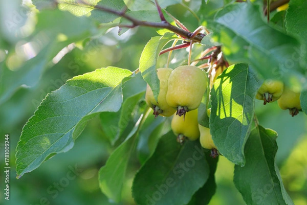 Fototapeta Wild unripe micro apples against a background of green foliage, sunlight