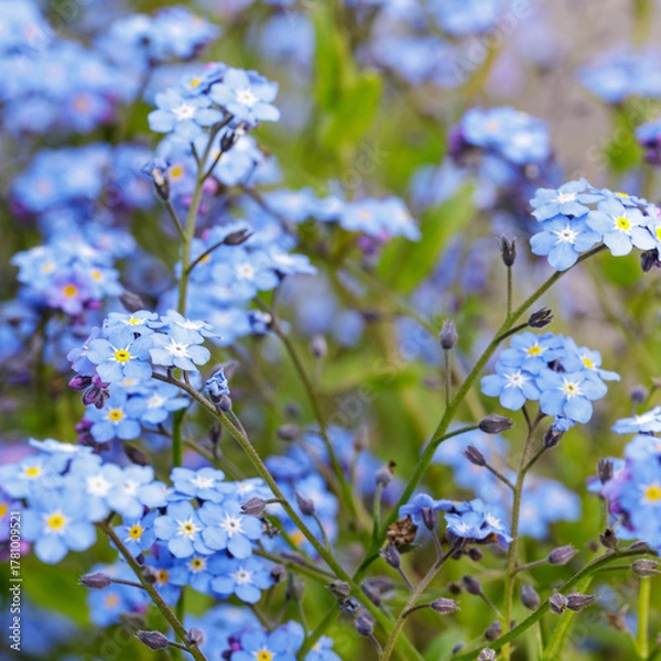 Fototapeta Blue forget me not flowers blooming on green background (Forget-me-nots, Myosotis sylvatica, Myosotis scorpioides). Spring blossom background. Closeup.