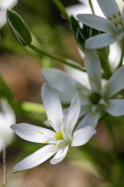 Fototapeta Delicate white ornithogalum blooms in close up, sunlight, vertical photo