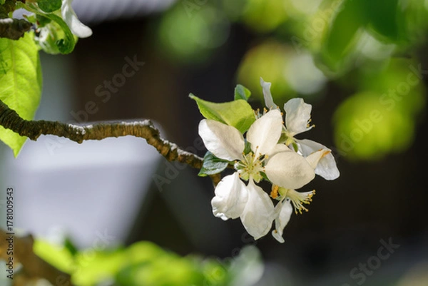 Fototapeta Close-up of three delicate white apple blossoms on a branch, set against a dark background. Soft light highlights the petals and leaves, creating a gentle, spring-like moo