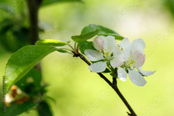 Fototapeta White apple tree blossoms. Close up of delicate white apple blossoms on a branch bathed in warm golden sunlight creating a soft hazy bokeh background in spring.