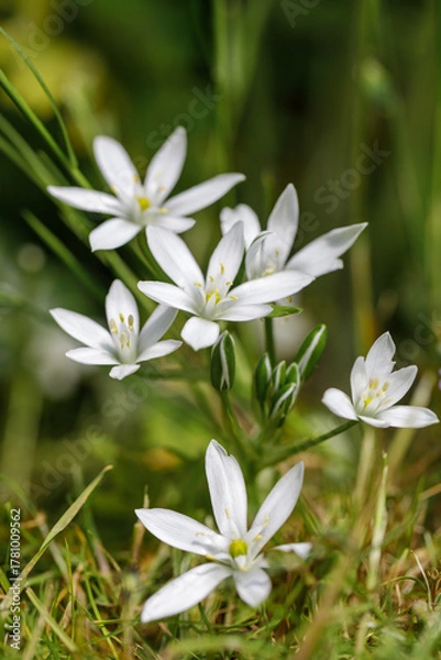 Fototapeta Ornithogalum dubium, a beautiful flowering Star of Bethlehem, vertical photo