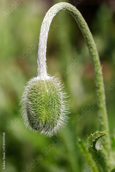 Obraz Unopened poppy bud on green blurred background