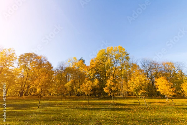 Fototapeta Bright fallen leaves in autumn forest at sunny weather. Fall maple trees. Yellow nature background