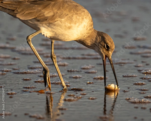 Fototapeta Willet Shorebird foraging for sand fleas on a Florida beach