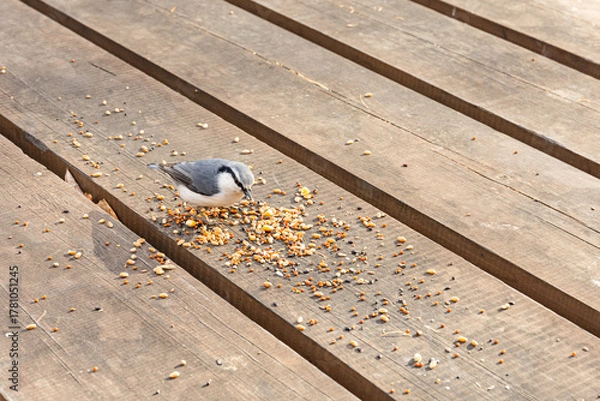 Fototapeta A small bird, nuthatch on wooden plank outdoors, pecking at scattered seeds. Wildlife, bird feeding.