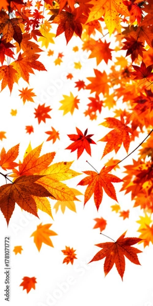 Fototapeta A Scattering Of Vibrant Red Orange And Yellow Maple Leaves Falling Against A Transparent Background