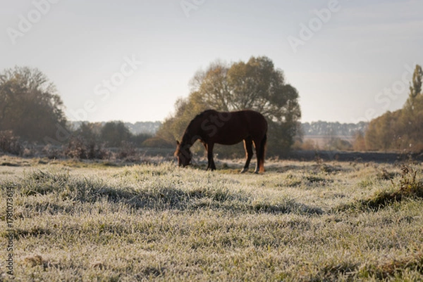 Obraz horse in the field. misty morning in the field. frost on grass. frost on the grass. A horse grazes in a field on an autumn morning. A horse in a meadow grazes on grass covered with frost