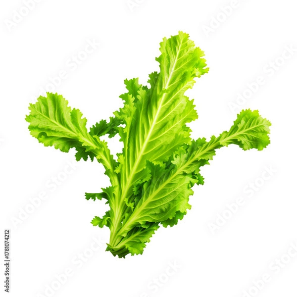 Obraz Bunch Of Fresh Green Curly Mustard Leaves With Detailed Veins On A Transparent Background