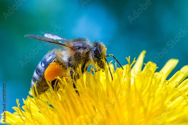 Obraz Mało zapakowane