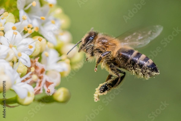 Obraz Na dużych skrzydłach