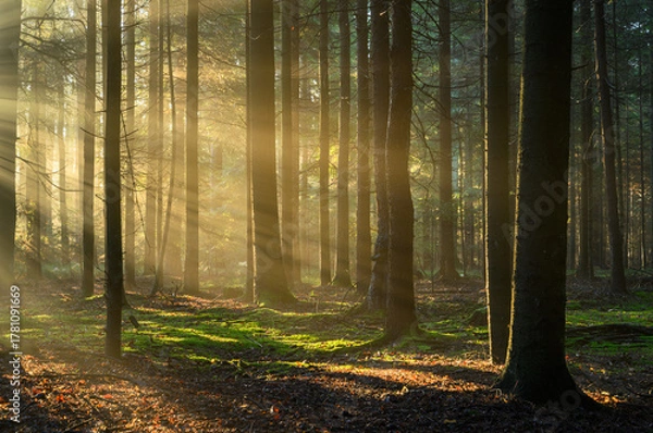 Fototapeta Beautiful sunny morning in green forest