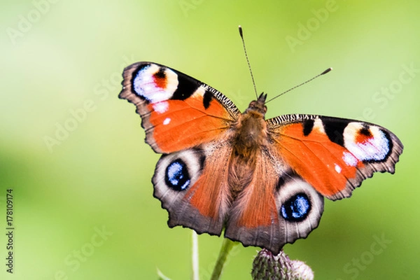 Obraz European peacock,