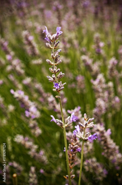 Obraz Nature, plants, lavender, bugs