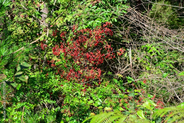 Obraz Viburnum dilatatum, the linden viburnum, a deciduous shrub with white flowers in summer and bright red berries in autumn, tolerant to poor soil and pollution. Photographed in Korea.