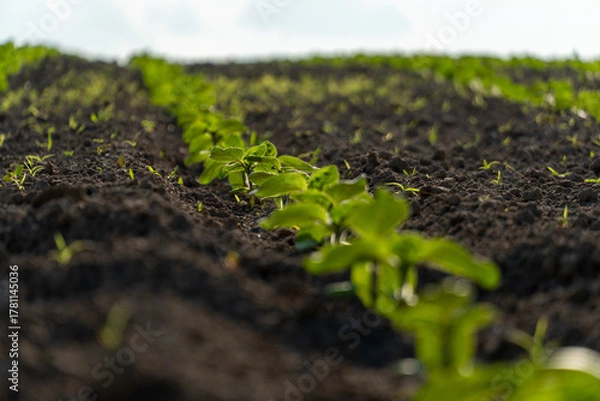 Obraz Fresh green crops sprouting in a sunny field during spring season with rich dark soil in the background