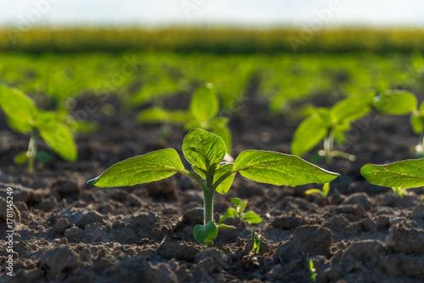Fototapeta Green seedling emerging from dark soil in a sunny field during springtime growth season