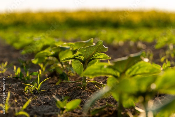 Fototapeta Healthy green seedlings grow in rich soil under warm sunlight near a vibrant field of crops in springtime