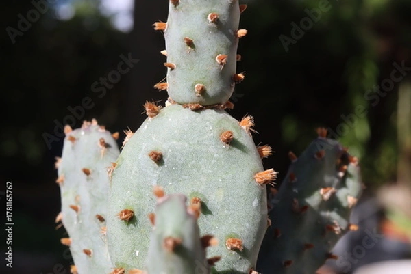 Fototapeta Opuntia basilaris var. brachyclada San Gabriel Mountains CAL lila Blüte kaktus opuncja