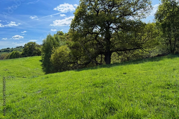 Fototapeta Beneath a sky brushed with drifting white, a green meadow breathes across the hills. A lone tree stands sentinel in the quiet landscape near Denholme. Yorkshire, UK