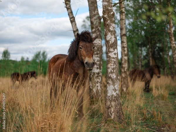 Obraz Wild horses in autumn birch forest