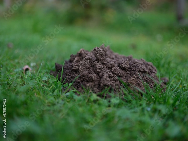 Obraz Fresh molehill on green grass meadow