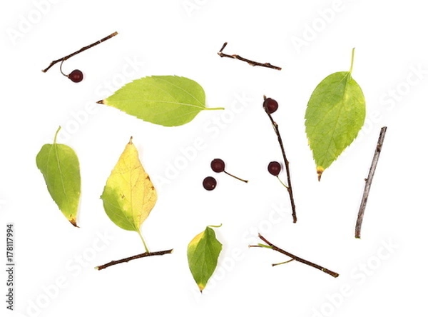 Fototapeta Dry yellow and green with twigs leaves isolated on white background