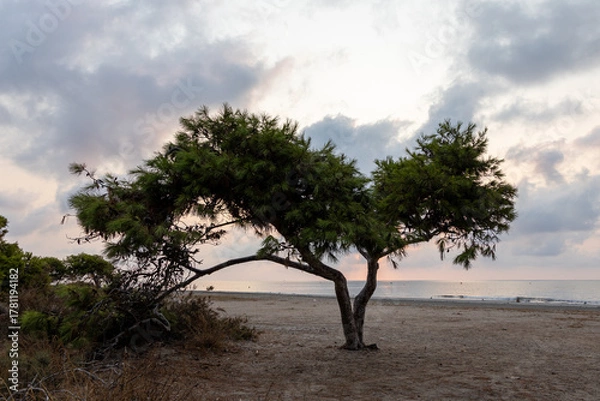 Obraz Tree on the beach at dawn.