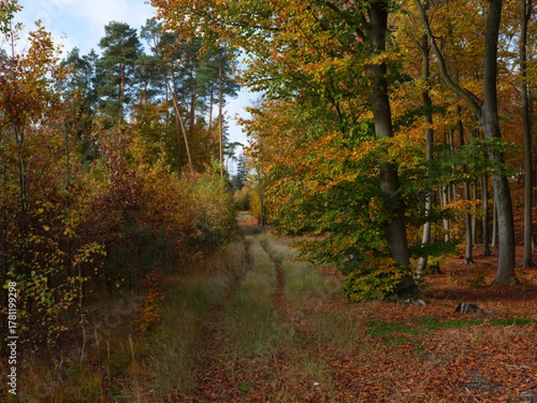 Obraz Narrow forest path surrounded by autumn trees