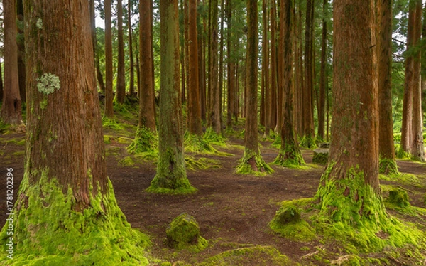 Fototapeta Dense forest in Viveiro da Falca, Terceira Island, Azores, with moss-covered tree trunks creating a lush green woodland atmosphere in this natural reserve