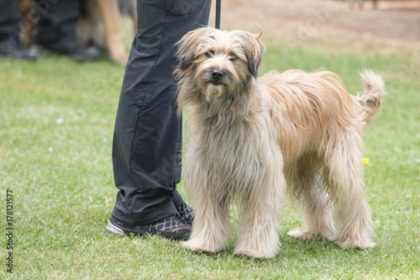 Fototapeta Pyrenean Shepherd
