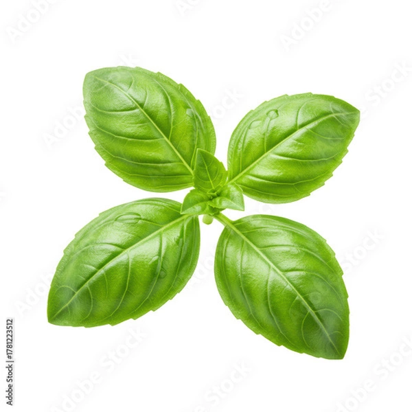 Obraz A single, fresh, vibrant green basil sprig with broad, dewy leaves and intricate veins, isolated against an immaculate transparent background with copy space, concept for natural food ingredient
