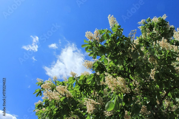Obraz Baum, Kastanienblüte, Himmel