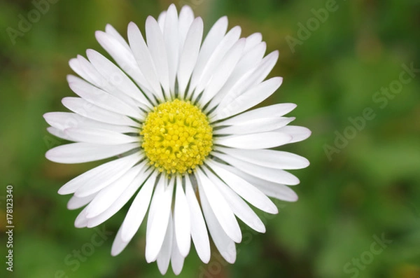 Obraz Gänseblümchen II