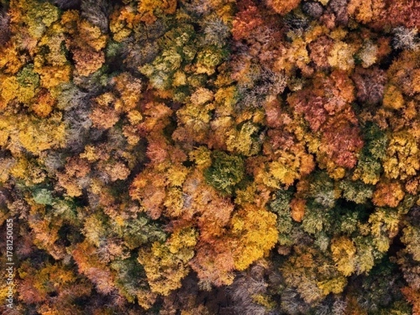 Fototapeta Amazing and colorful forest in the fall view from above.