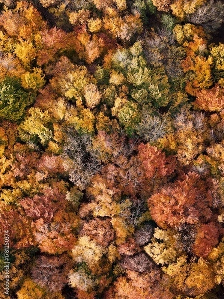 Fototapeta Amazing and colorful forest in the fall view from above.