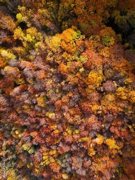 Obraz Amazing and colorful forest in the fall view from above.