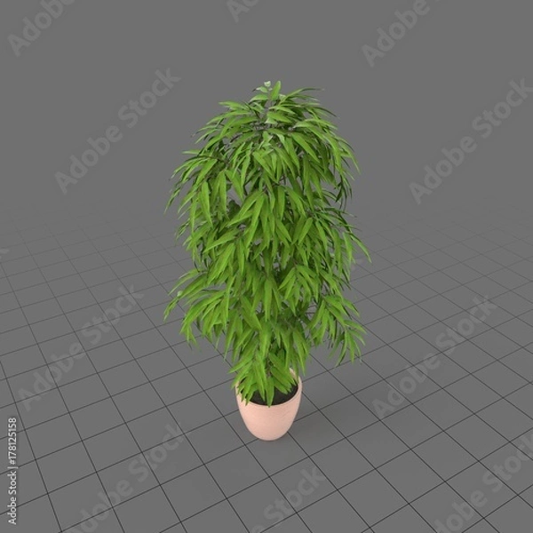 Obraz Leafy green plant in a planter